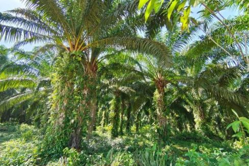 TANAH KELAPA SAWIT DI MUKIM BELANJA 1