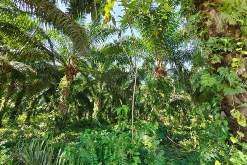 TANAH KELAPA SAWIT DI MUKIM BELANJA 3