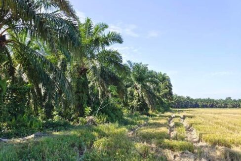 TANAH KELAPA SAWIT DI MUKIM BELANJA 5