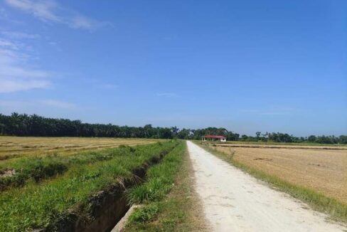 TANAH KELAPA SAWIT DI MUKIM BELANJA 8